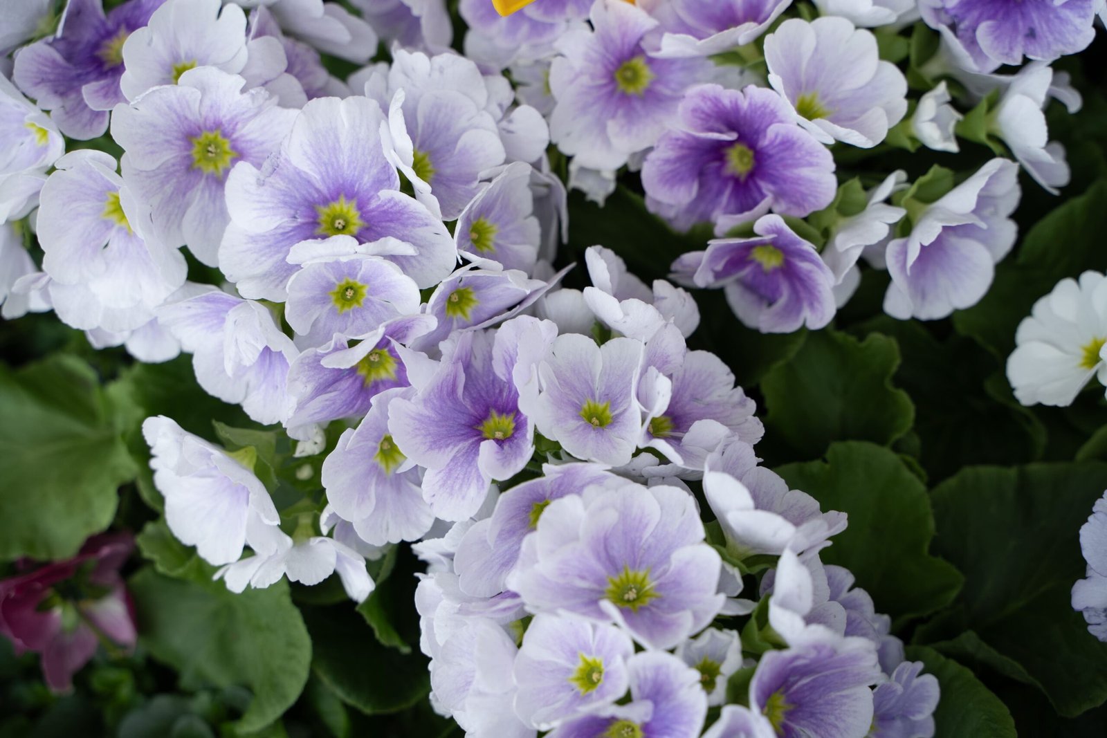 ccaarteixo-don-agro3