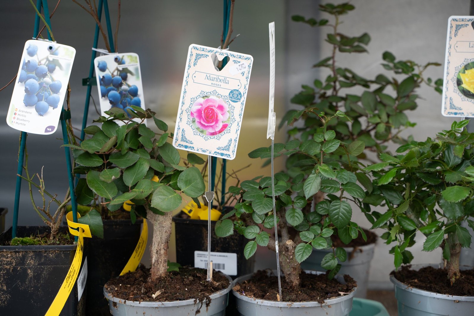 ccaarteixo-don-agro4