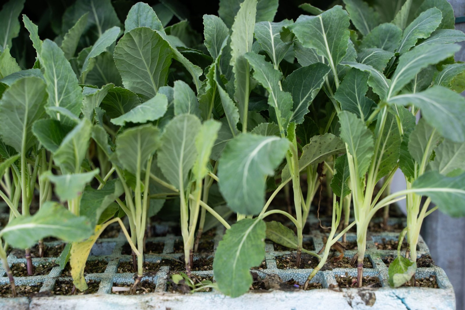 ccaarteixo-don-agro5