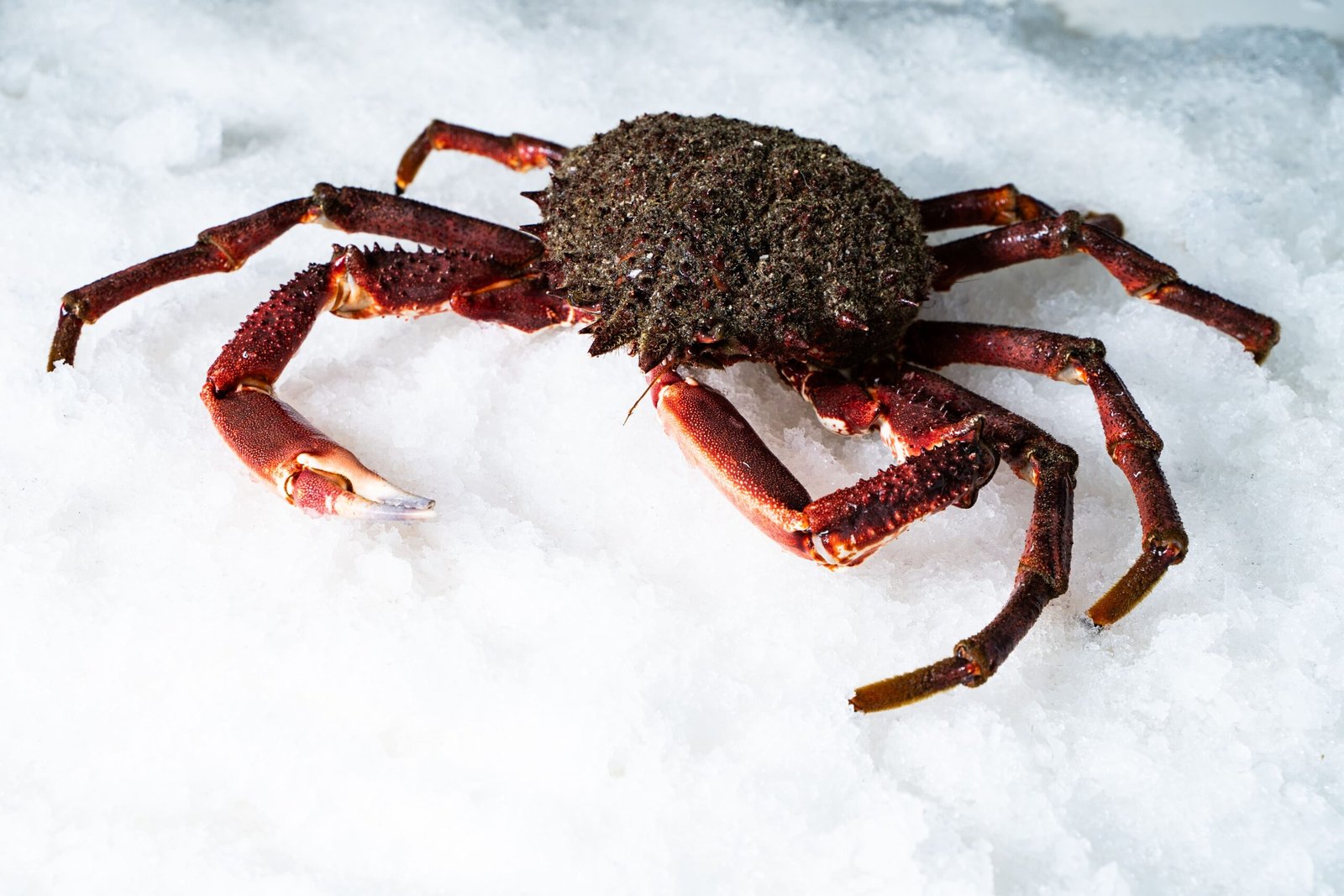 ccaarteixo-pescaderia-botero-gundin4