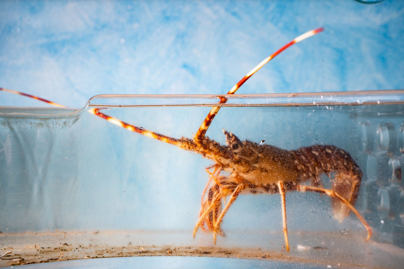 ccaarteixo-pescaderia-botero-gundin6