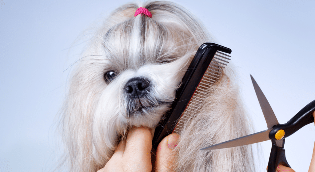 mejor peluqueria canina de arteixo